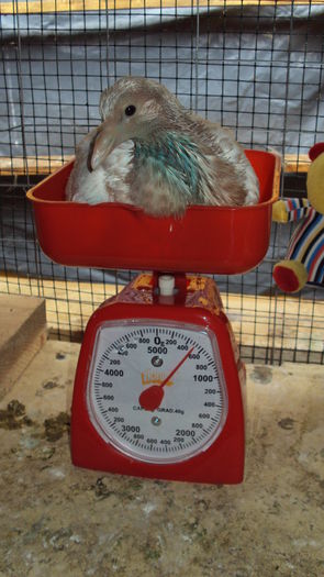 poza 10 - la 18 zile; M1 - 460gr
