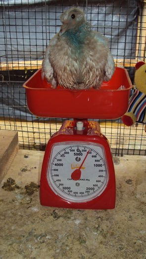 poza 11-  la 18 zile; M2 - 380gr
