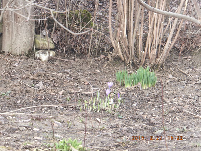 27-02-2015 DSCF5505 - Crocus sativum