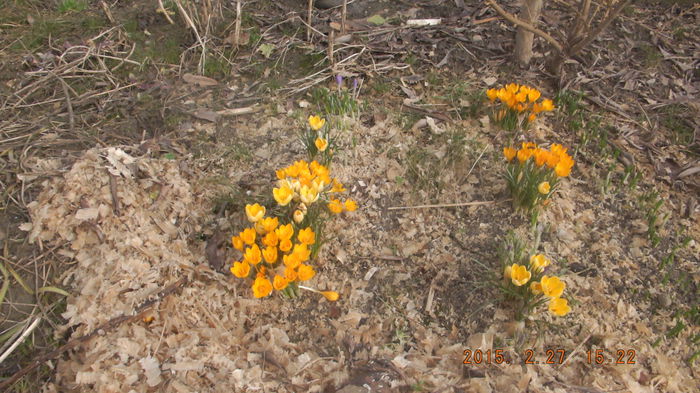 27-02-2015 DSCF5509 - Crocus sativum