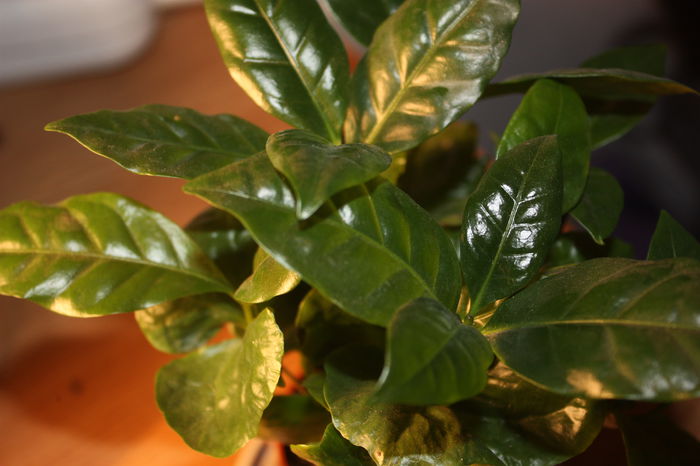 IMG_4455; arbore de cafea
