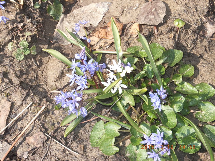 DSCF5648 - Gradina bunicii 2015