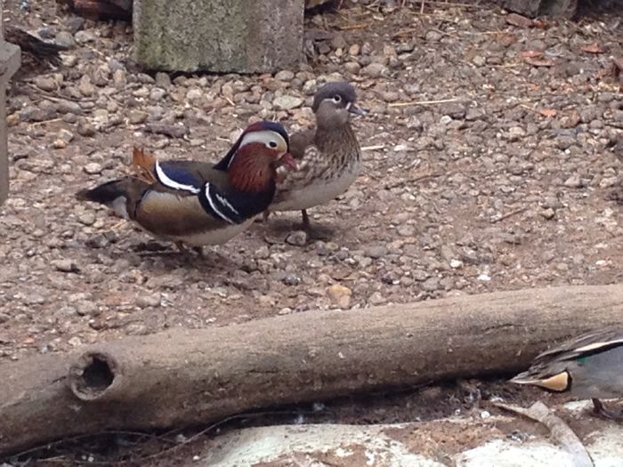 standard - rata mandarin