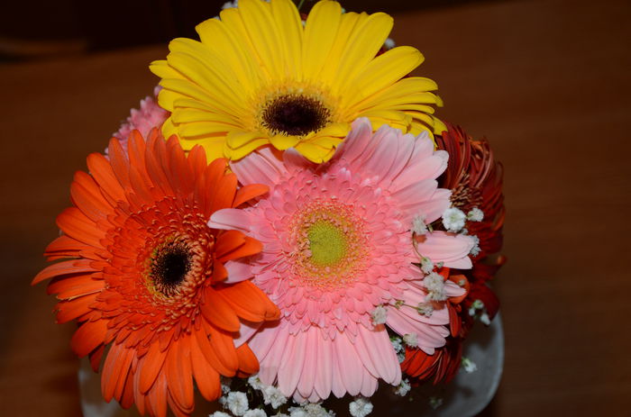 Gerbera in glastra - Plante diverse