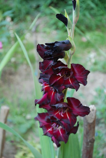 Gladiola