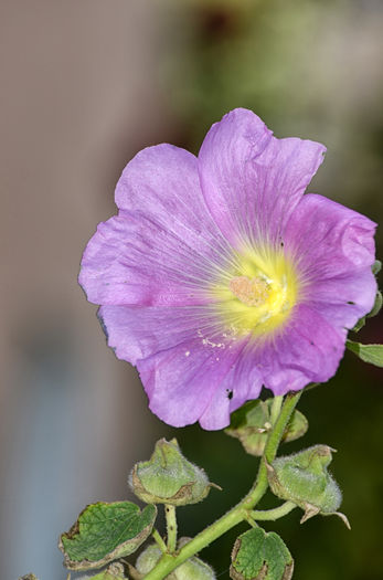 Floricica frumoasa - Plante diverse