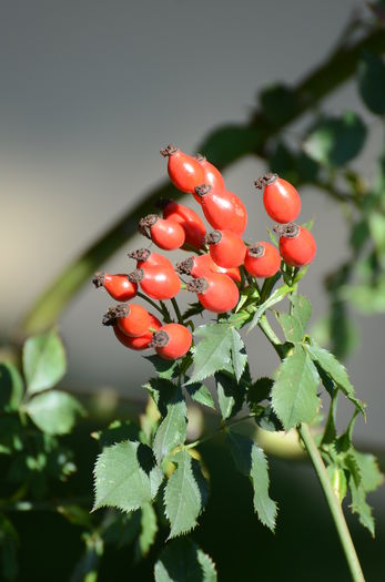 Fructe macese - Plante diverse