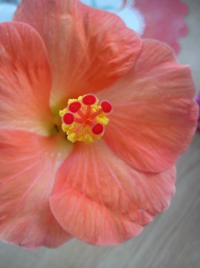 DSC_0029 - hibiscusi 2015