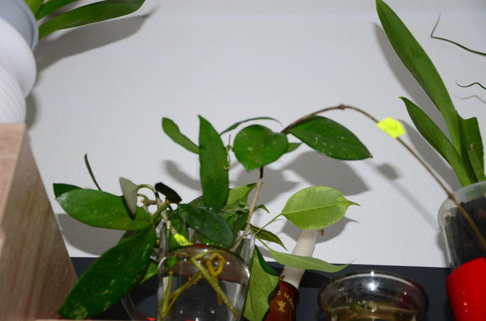 La inradacinat; Motoskei, Diversifolia, Fitchii, Cagayanensis
