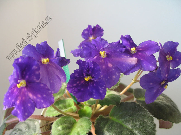 Saintpaulia Galactic Storn 14 - VIOLETE AFRICANE  - Saintpaulia