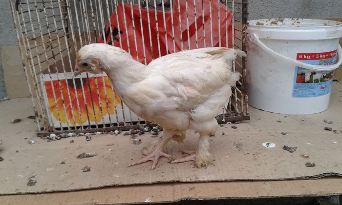 puica alba barboasa incaltata