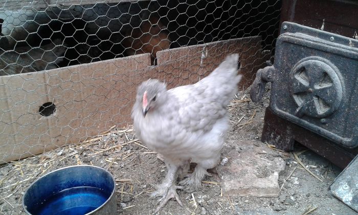 puica albastra incaltata