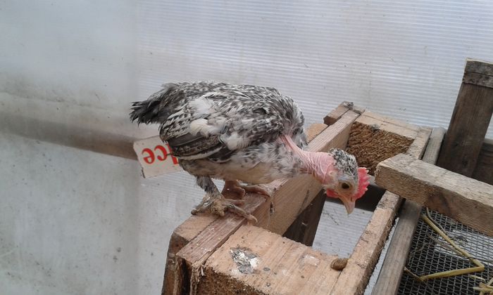 cocosel golas incaltat canepiu