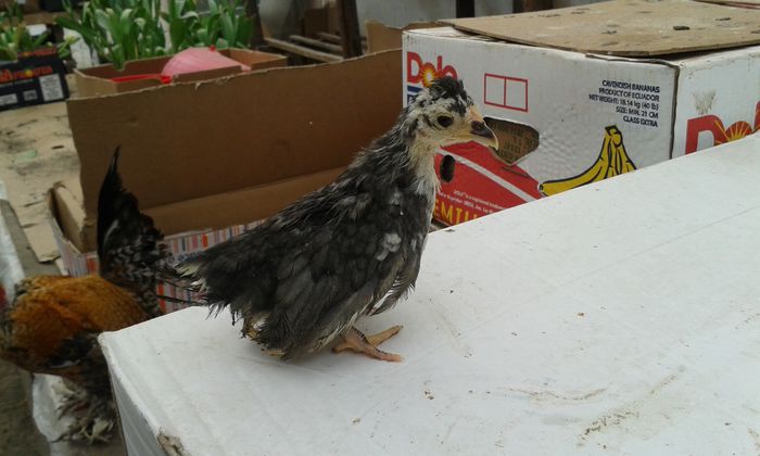 puica albasttru bobat cu alb motata din chabo