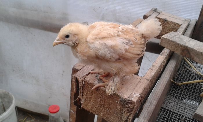 puica galbena incaltata