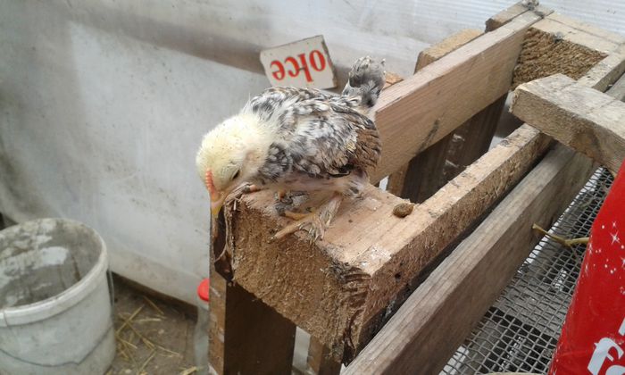 cocosel pestrit incaltat