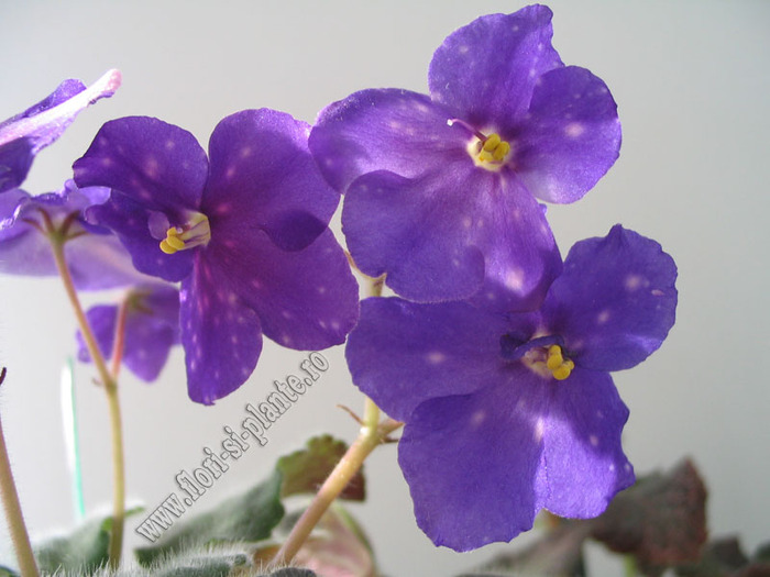 Saintpaulia Galactic Storn 15 - VIOLETE AFRICANE  - Saintpaulia