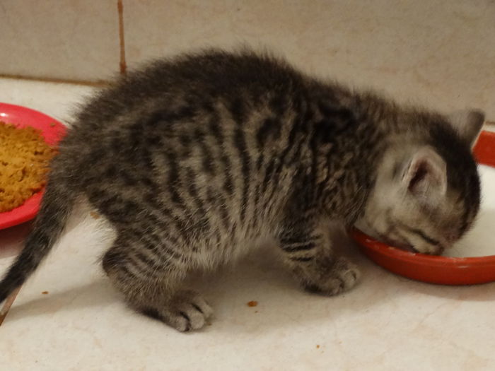 gasit pe drum acum o saptamana - a-vizitatorii gradinii-2015