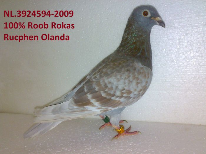 NL-2009 Rob Roks