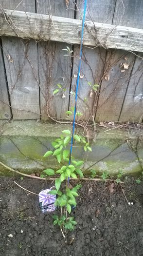 clematis "nelly moser"