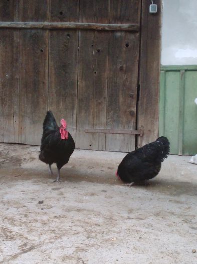 IMG_20150328_172653 - AUSTRALORP