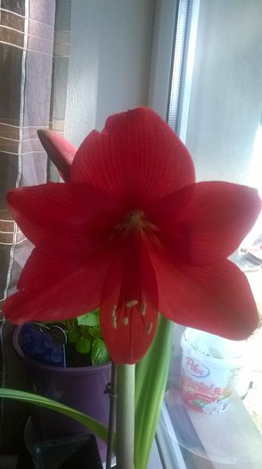 WP_20150324_002 - amaryllis 2015