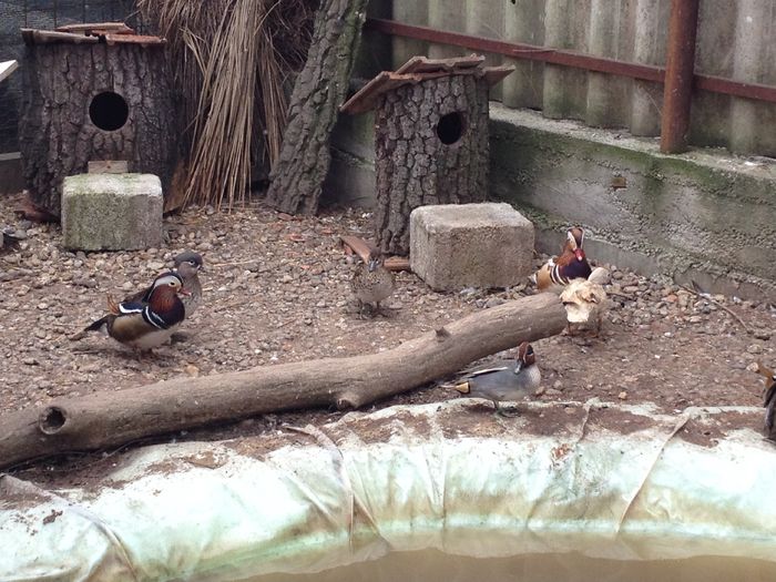 galbene si standard - rata mandarin