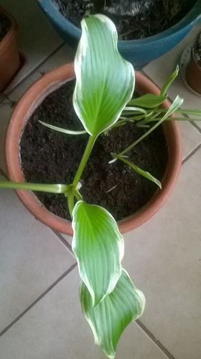 hosta undulata albomarginata din Lidl