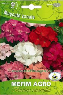 muscate zonale