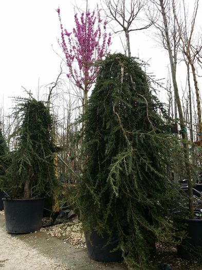 20140324_123119; Aici un exemplar ceva mai mare, imi pare rau ca nu-i in prim plan. Poate creste la fel ca magnolia, fie cu trunchi, fie stil arbust.
