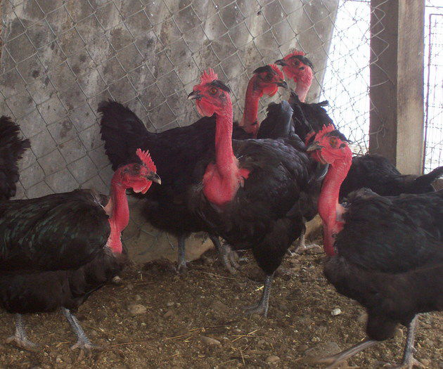 Gât golaș de Transilvania