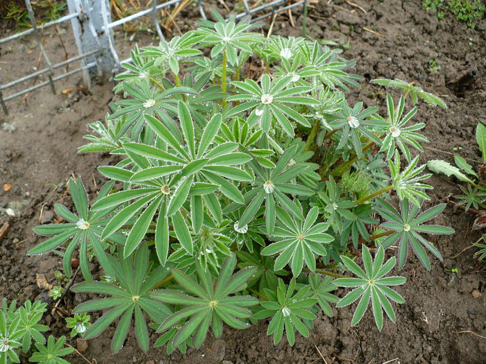 Lupin - Primele plante