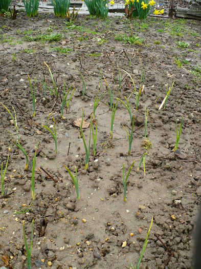 Irisi hollandica - Primele plante