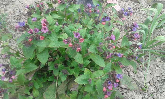 Pulmonaria