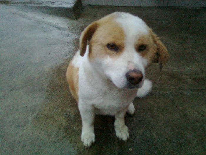 ...INCEP SA MA REFAC