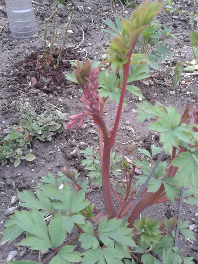 2015-03-29 18.08.40 - Primavara 2015