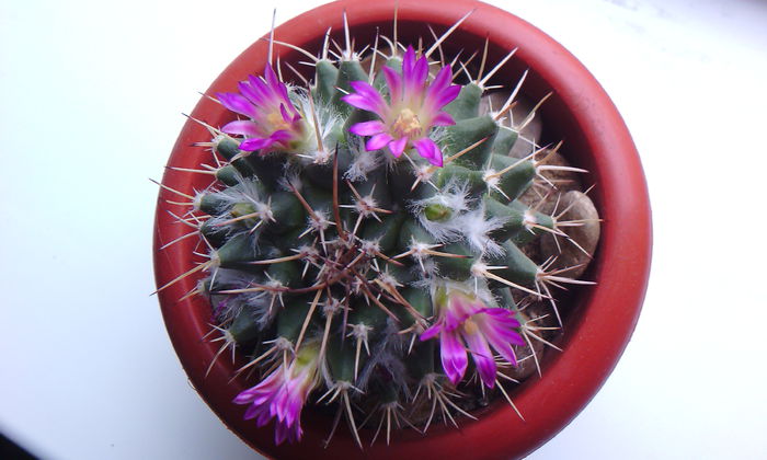 2015-03-29 13.40.36 - CACTUSI 2015