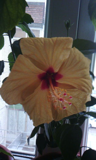 2015-03-28 17.54.09 - HIBISCUS 2015