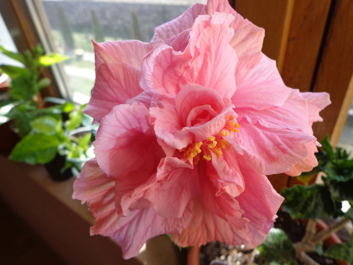 2015 - HIBISCUS ZARAGOZA