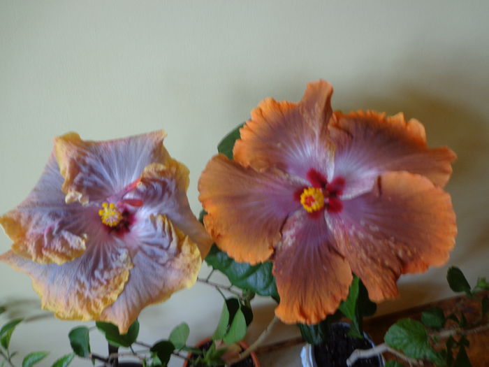 DSC06342