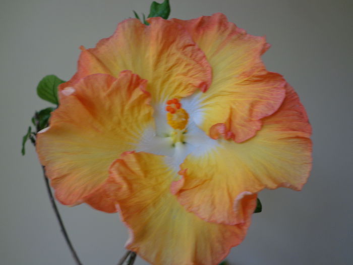 DSC06388