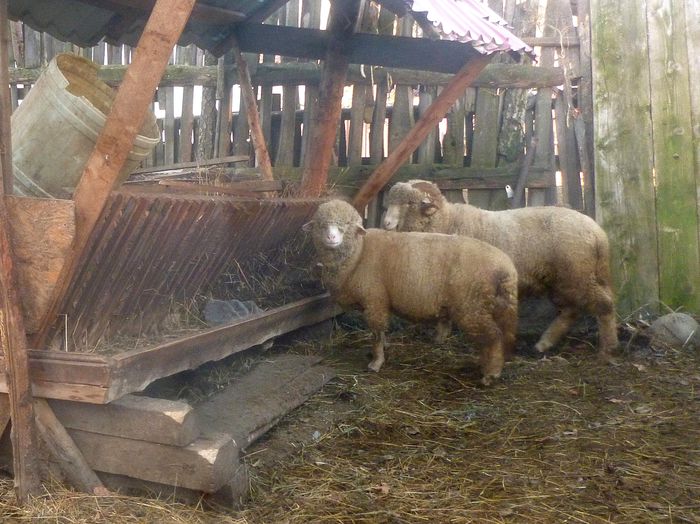 berbec mior si mioara tigai