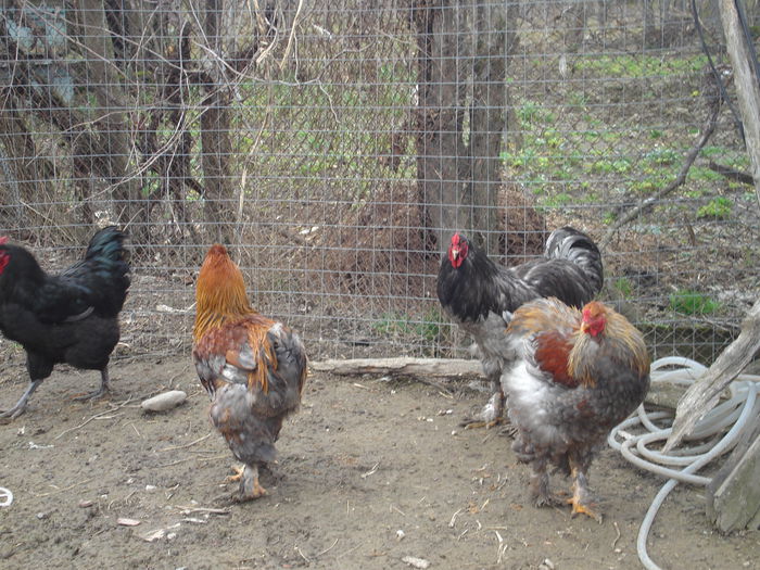 DSC03930 - Gaini 2015