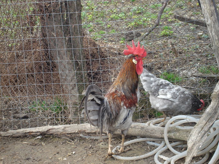 DSC03948 - Gaini 2015