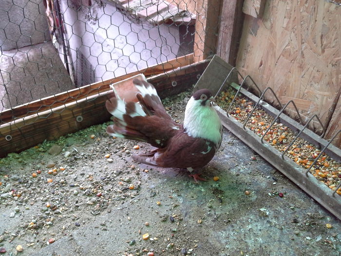 20150329_164234 - CASTANII DE CRAIOVA