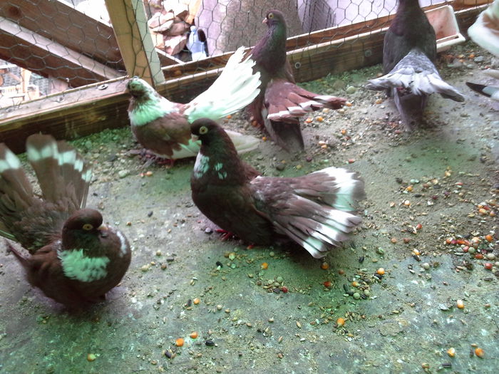 20150329_164051 - CASTANII DE CRAIOVA