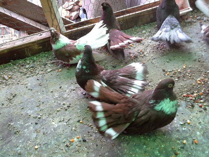 20150329_164054 - CASTANII DE CRAIOVA