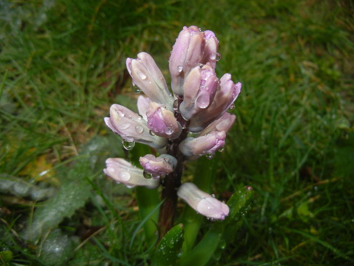 Hyacinth Splendid Cornelia (2015, Mar.29)