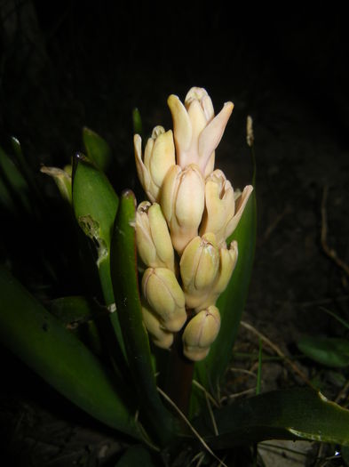 Hyacinth Fondant (2015, March 26)
