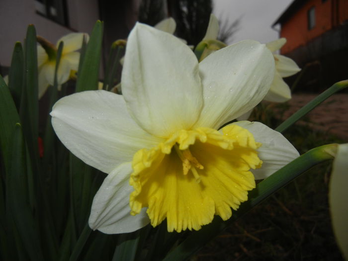 Narcissus Ice Follies (2015, March 27)